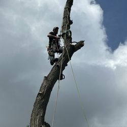 Viking Tree Service