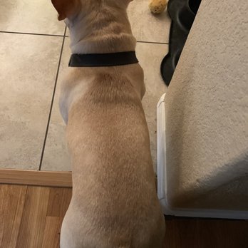 Camelwest Animal Hospital - Already healthier coat and skin after one use of the shampoo they recommended - Veterinarians Near Me - Phoenix, Arizona Camelwest Animal Hospital - Already healthier coat and skin after one use of the shampoo they recommended - Veterinarians Near Me - Phoenix, Arizona
