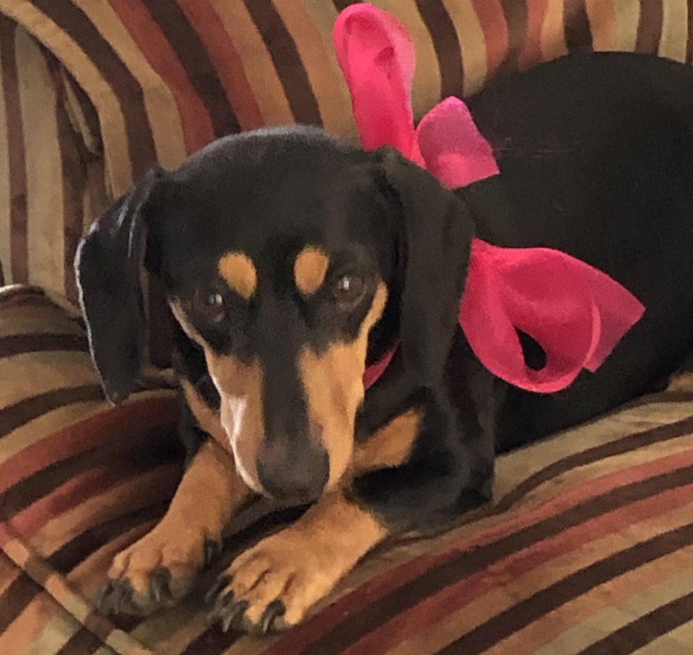 BEARD NAVASOTA VETERINARY HOSPITAL Updated July 2024 11 Photos & 21