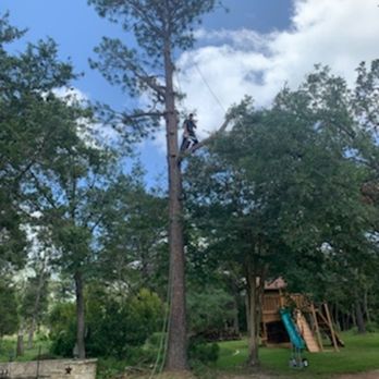 Trees By Me - Pine removal - Tree Services Near Me Trees By Me - Pine removal - Tree Services Near Me