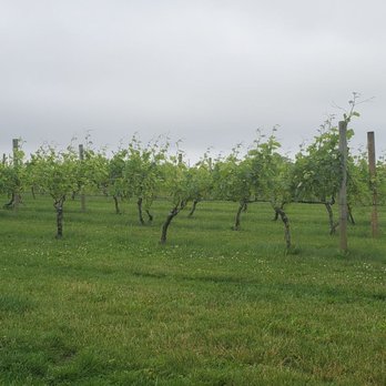 Macari Vineyards - Wineries Near Me - Mattituck, New York Macari Vineyards - Wineries Near Me - Mattituck, New York