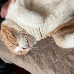 Muddy Paws