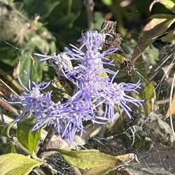Roosevelt Wetland - No idea