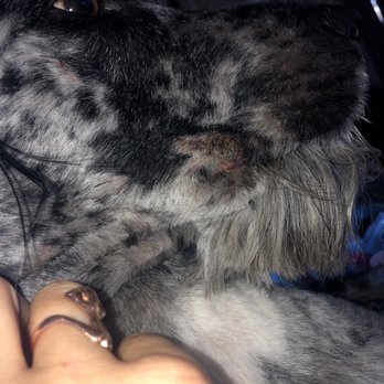 Alameda Mobile Animal Care - Some photos of his cuts. These are the big ones (3 total). - Pet Groomers Near Me Alameda Mobile Animal Care - Some photos of his cuts. These are the big ones (3 total). - Pet Groomers Near Me