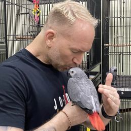 African Grey