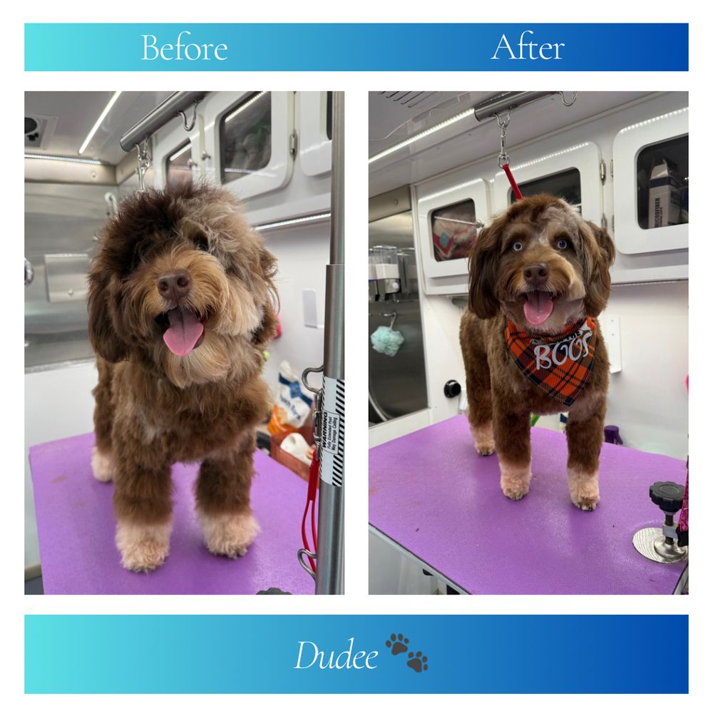 CHIC PAWS PET GROOMING - Updated August 2025 - 57 Photos & 18 Reviews ...