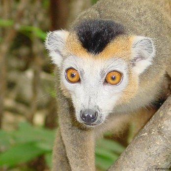 World Tribe Tours - Lemur as seen in Madagascar. - Travel Agents Near Me World Tribe Tours - Lemur as seen in Madagascar. - Travel Agents Near Me