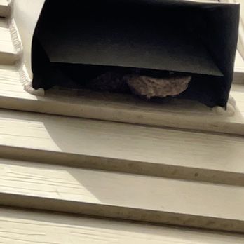 Mount Vernon Pest Control - Wasp nest in a fan vent - Pest Control Near Me