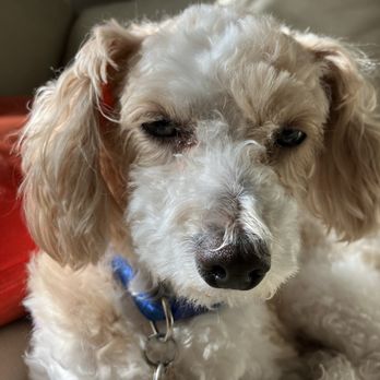 Wayne Inn - Dog - Hotels Near Me - Wayne, New Jersey