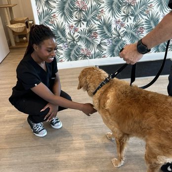 GoodVets Boynton Beach - Making friends - Veterinarians Near Me - Boynton Beach, Florida GoodVets Boynton Beach - Making friends - Veterinarians Near Me - Boynton Beach, Florida