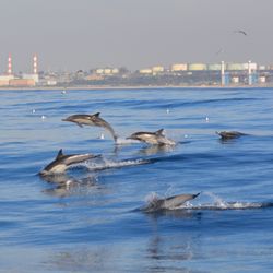 Del Rey Boating - Right off shore near the breakwater