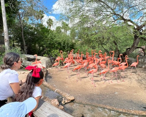 Gladys Porter Zoo by null