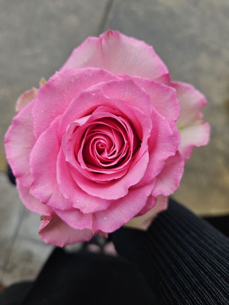 Sunset Hills Memorial Park & Funeral Home - veterans service organization in Bellevue, WA