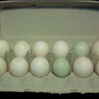Gamboling Goats Heritage Farm - Seasonal Duck Eggs - Farmers Market Near Me - Eugene, Oregon Gamboling Goats Heritage Farm - Seasonal Duck Eggs - Farmers Market Near Me - Eugene, Oregon