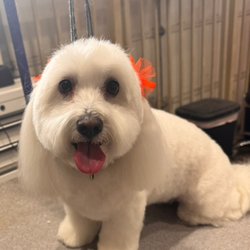 Bonnie's Pampered Pets