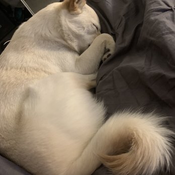 24 Hour Dog Daycare - My pup Wednesday - Pet Boarding Near Me - Escondido, California 24 Hour Dog Daycare - My pup Wednesday - Pet Boarding Near Me - Escondido, California