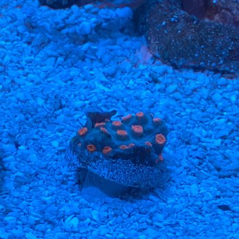 Ocean Aquatics - Cuphaestra - Local Fish Stores Near Me - Redlands, California