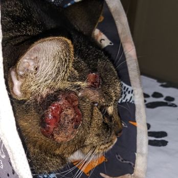 Family Pet Clinic - God bless your soul tiny tiger RIP 12.15.23 We love you so much! - Veterinarians Near Me - Temple, Texas Family Pet Clinic - God bless your soul tiny tiger RIP 12.15.23 We love you so much! - Veterinarians Near Me - Temple, Texas