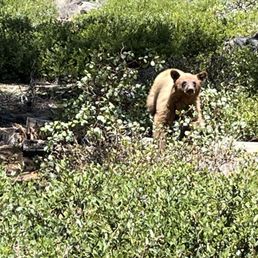 Bear at trailhead (green gate) Bear at trailhead (green gate)
