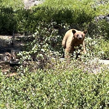 Stateline Lookout Trail - Bear at trailhead (green gate) - Hiking Near Me - Kings Beach, California Stateline Lookout Trail - Bear at trailhead (green gate) - Hiking Near Me - Kings Beach, California