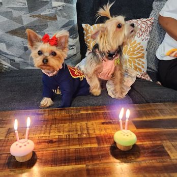 Redondo Dog - Cupcakes they both loved! - Pet Services Near Me - Carson, California Redondo Dog - Cupcakes they both loved! - Pet Services Near Me - Carson, California