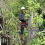 Photo of La Selva Tree Care