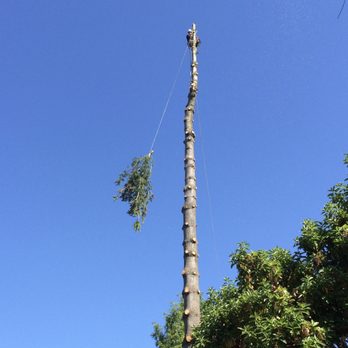 Chandler's Tree & Stump Service - Chandler's Tree and Stump Service carefully cutting down our 70 foot dying white pine tree. - Tree Services Near Me - Snohomish, Washington Chandler's Tree & Stump Service - Chandler's Tree and Stump Service carefully cutting down our 70 foot dying white pine tree. - Tree Services Near Me - Snohomish, Washington