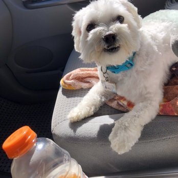 Dogg Oddities - Louie - Pet Groomers Near Me - Torrance, California