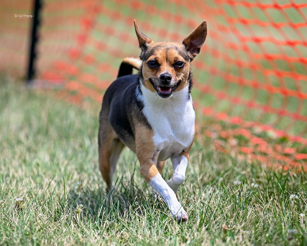 Sunny D’s Dog & Pet Care - pet boarding facility in Iowa City, IA