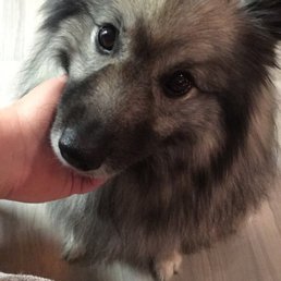 GREELA! The cutest pupper ever! GREELA! The cutest pupper ever!