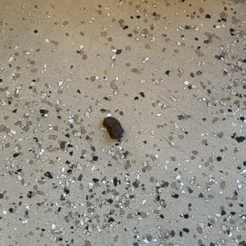 Le Mignon Cake & Playroom - Fecal matter on floor around patrons they were aware of but not an urgent to get cleaned. - A piece of fecal matter is on a terrazzo floor with small, multicolored chips, near a wall. - Indoor Playcenter Near Me - Devon, Pennsylvania