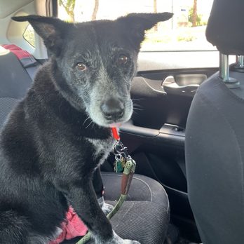 Posh Wash Dog Wash - Handsome son after bath! - Pet Groomers Near Me - Glendale, Arizona