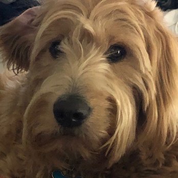Pros 360 - Scooby thinks he is human and loves the AC update. - Heating & Air Conditioning/HVAC Near Me - North Hills, California Pros 360 - Scooby thinks he is human and loves the AC update. - Heating & Air Conditioning/HVAC Near Me - North Hills, California
