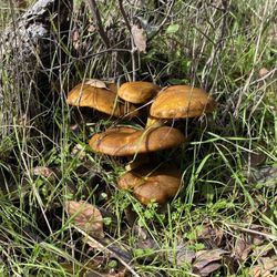 Sierra Foothill Conservancy - Jack o lantern mushrooms glow a bit in the dark!