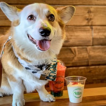 Tastea - @mochthecorgi enjoying his refreshing treat! - Bubble Tea Near Me - Glendale, Arizona Tastea - @mochthecorgi enjoying his refreshing treat! - Bubble Tea Near Me - Glendale, Arizona