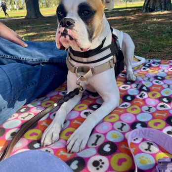 LA's Dog Trainer - Class at the park. Always have your blanket. - Pet Training Near Me - Studio City, California