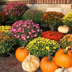 Rushville Florist & Gifts