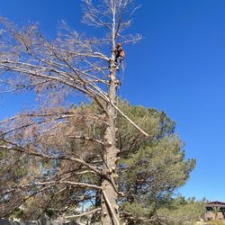 Beavers Professional Tree Service