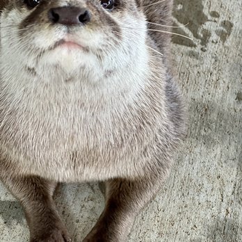 Blue Hills Ranch - Otto the Otter - Hotels Near Me - McGregor, Texas