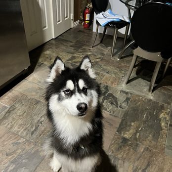 Aussie Pet Mobile Katy & Cypress - Pet Groomers Near Me