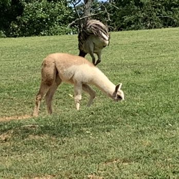 Virginia Safari Park - Zoos Near Me - Natural Bridge, Virginia Virginia Safari Park - Zoos Near Me - Natural Bridge, Virginia