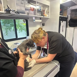 Plateau Animal Home Health - Wellness and Preventative Care