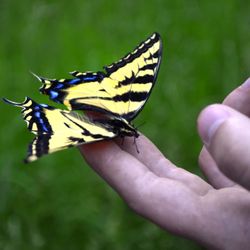 Bio-Touch Healing