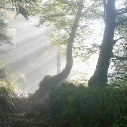 Medium SK Cothren - Calm, gentle mediumship readings online with SK Cothren.