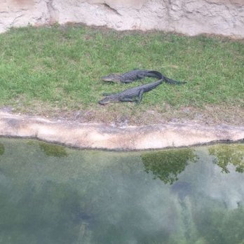 Zoo Miami - Zoos Near Me - Miami, Florida Zoo Miami - Zoos Near Me - Miami, Florida