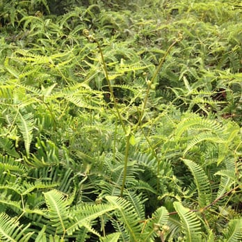 Pu'u Pia Trail - Ferns along the top trail. - Hiking Near Me - Honolulu, Hawaii
