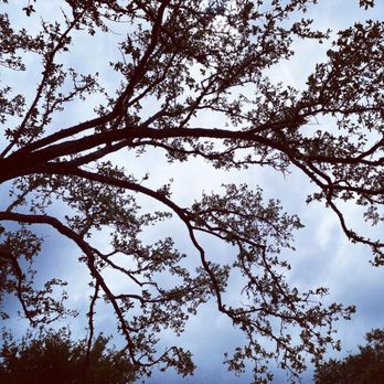 Constant Lawn and Gardener - Our happy Oak - Tree Services Near Me