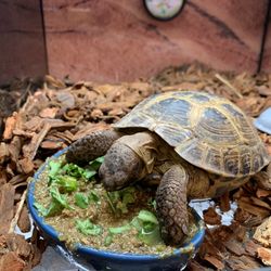 Petsense - Franklin