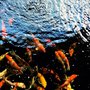 Photo of Koi-Mo, Koi-Ko