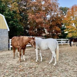 Equi Evolution - Chase and Snowy telling secrets